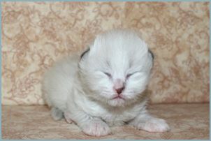 Male Siberian Kitten from Deedlebug Siberians